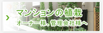 お墓の植木